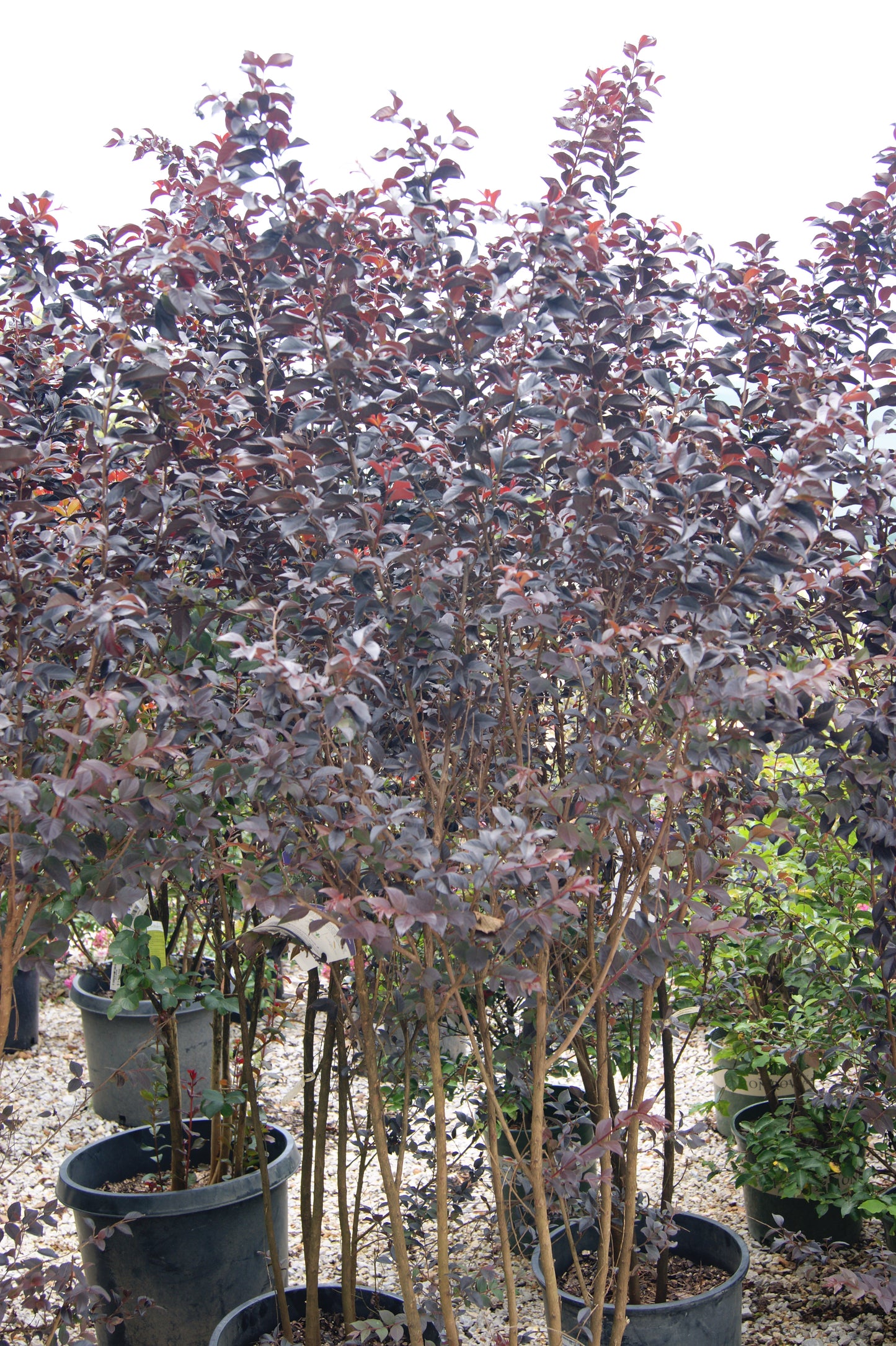 Lagerstroemia 'Thunderstruck White Flash'