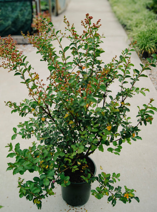 Lagerstroemia 'Tuscarora'