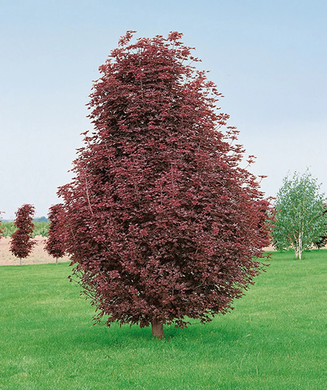 Acer platanoides 'Crimson Sentry'