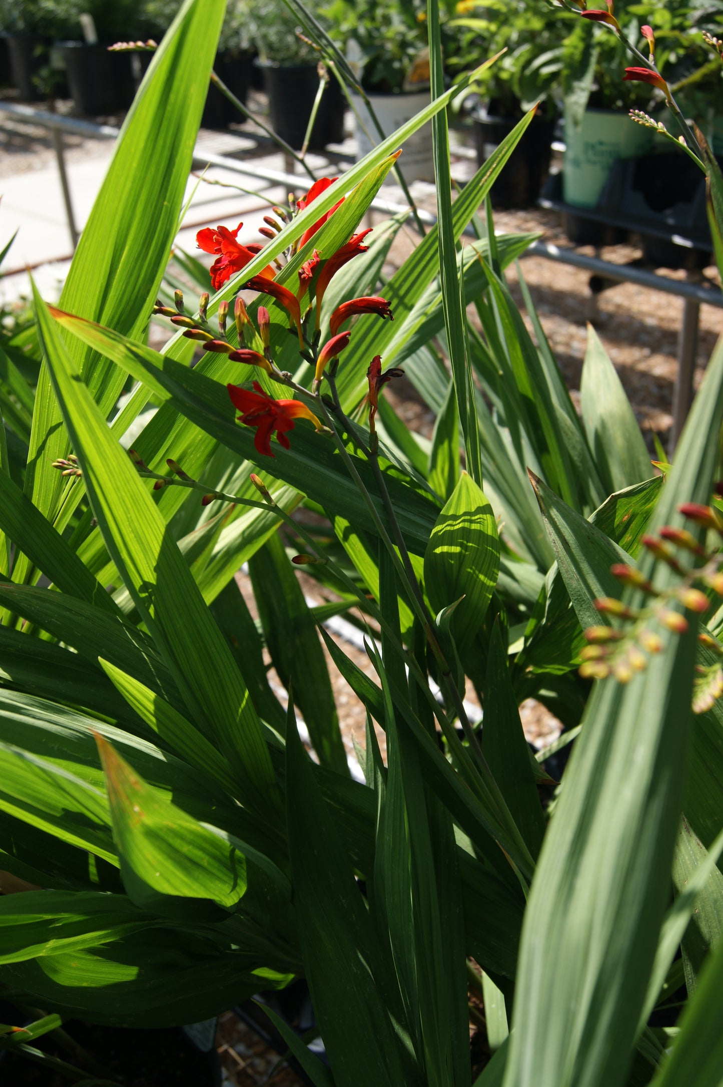 Crocosmia 'Lucifer'