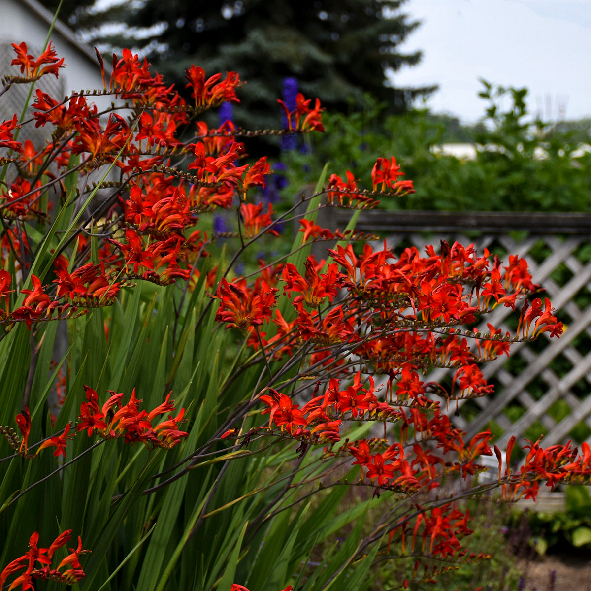 Montbretia 'Lucifer' (Crocosmia)