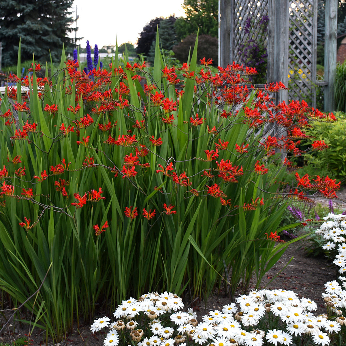 Montbretia 'Lucifer' (Crocosmia)