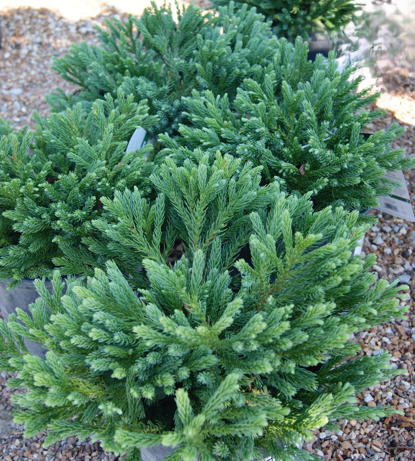 Cryptomeria japonica 'Dragon Knight'