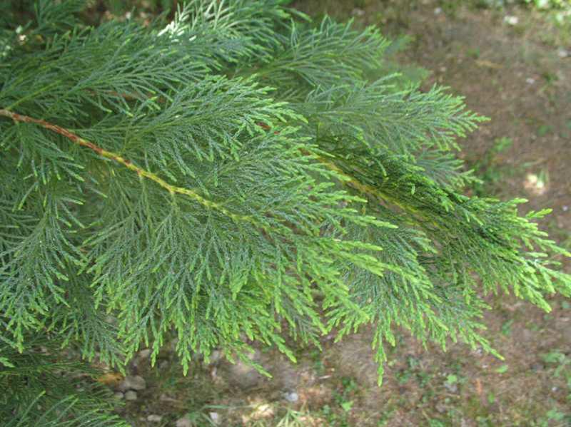 Cuprocyparis leylandii