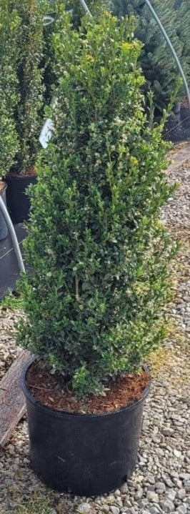 Buxus sempervirens 'Skywalker'