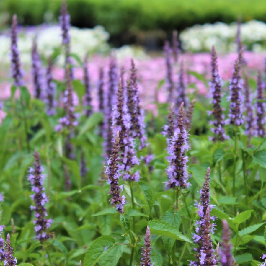 Agastache 'Little Adder'