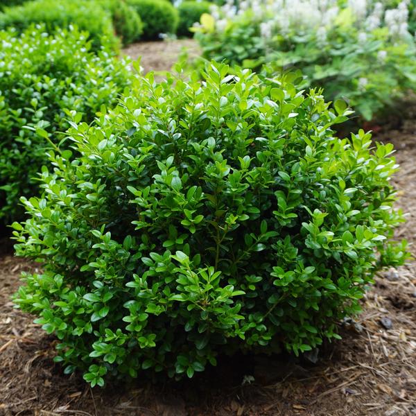Boxwood, Japanese Miniature 'Little Missy' (Buxus) Globe