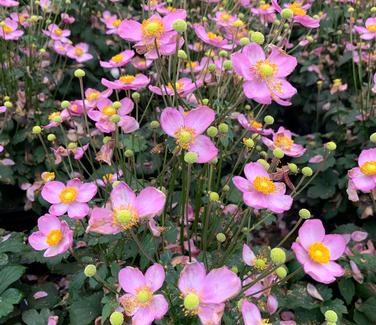 Anemone x hybrida 'Fantasy Cinderella'