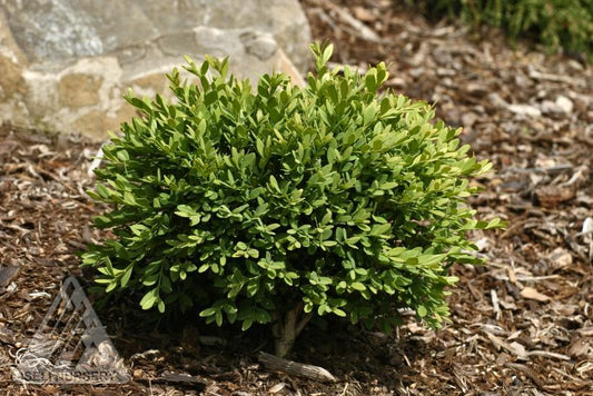 Buxus sempervirens 'Mont Bruno'