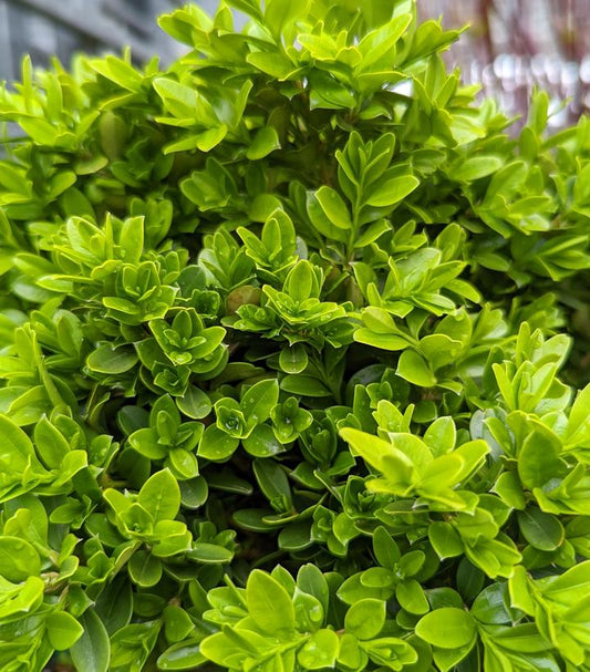 Buxus sempervirens var. insularis 'Tide Hill'