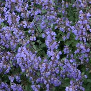 Nepeta faassenii 'Purrsian Blue'