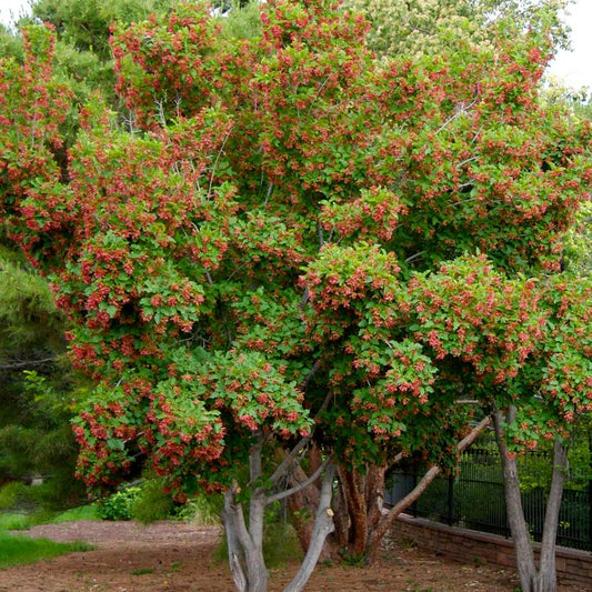 Acer tataricum 'Hot Wings'