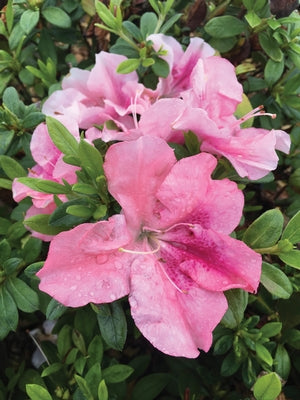 Azalea 'Blush Elegance'