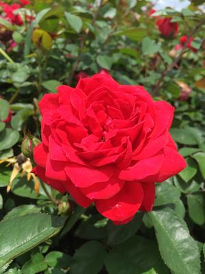 Rose, Shrub 'The Grand Champion Red' (Rosa)