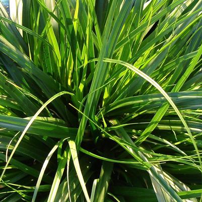 Sedge, Japanese Weeping 'Everdi' (Carex)