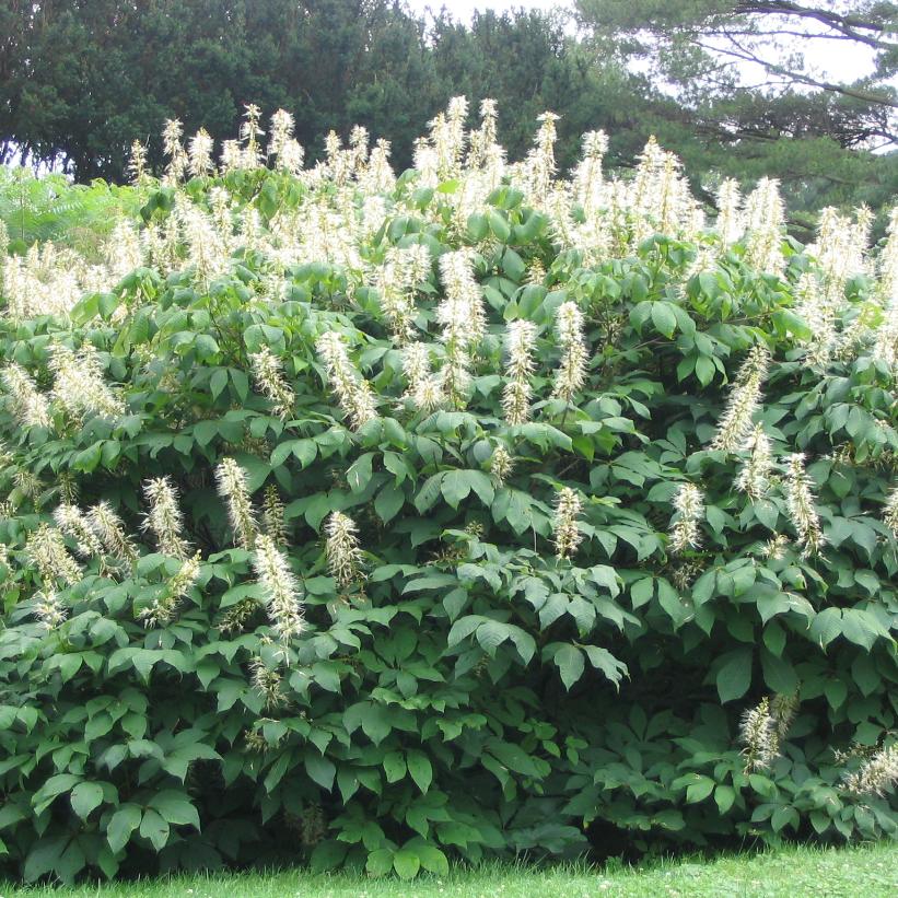 Aesculus parviflora