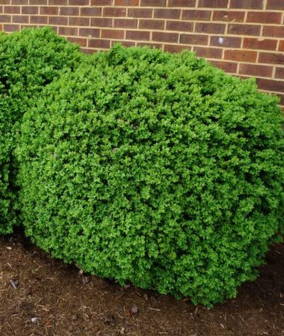 Buxus sempervirens 'Suffruticosa'