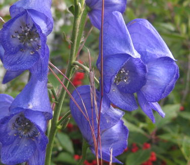 Aconitum carmichaelii 'Arendsii'