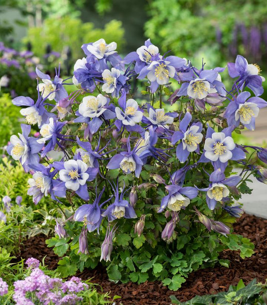 Aquilegia 'Earlybird Blue White'