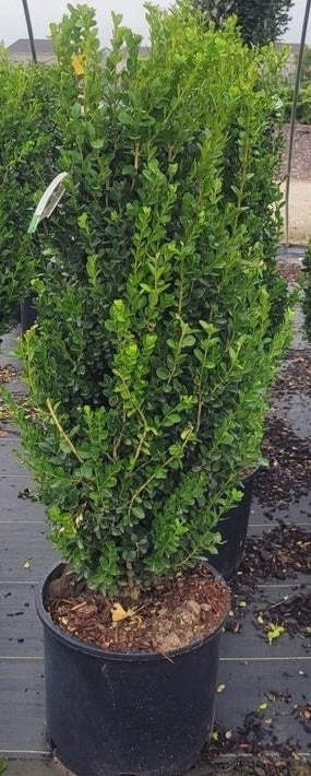 Buxus sempervirens 'Columnaris'