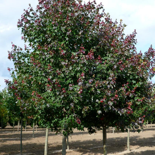 Maple, Red 'Burgundy Belle' (Acer)