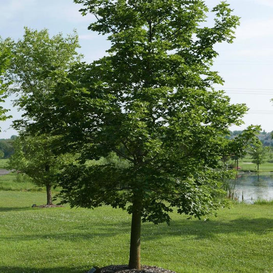 Maple, Shantung Norway Hybrid 'Pacific Sunset' (Acer)