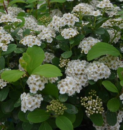 Spirea / Meadowsweet, Birchleaf 'Tor' (Spiraea)