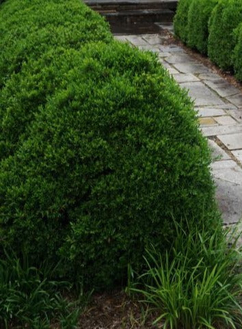 Buxus sinica var. insularis 'Justin Brouwers'