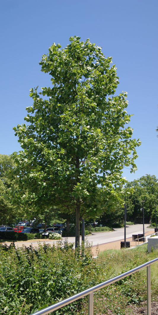 Poplar, Tulip (Liriodendron)