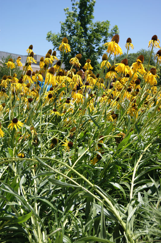 Coneflower, Ozark (Echinacea)