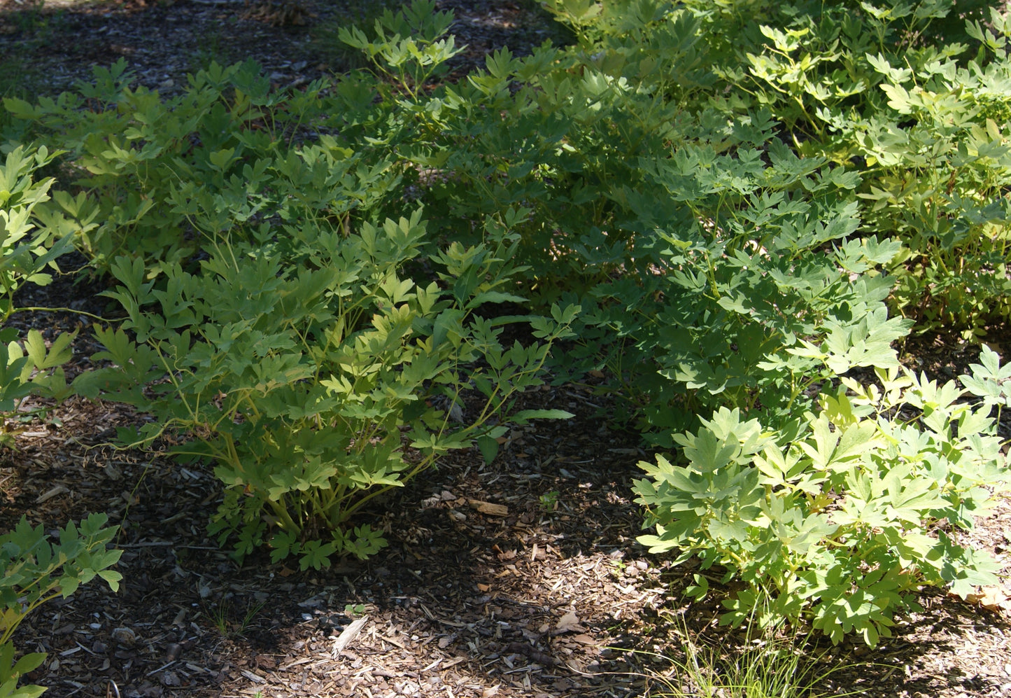 Dicentra spectabilis