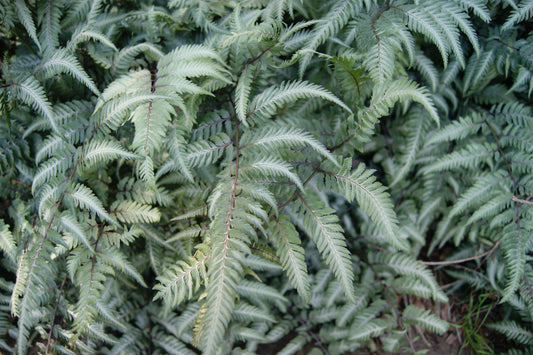 Athyrium niponicum 'Regal Red'