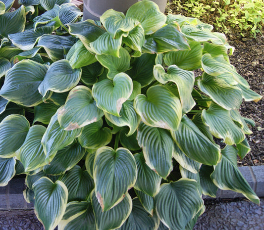 Hosta 'Fragrant Bouquet'