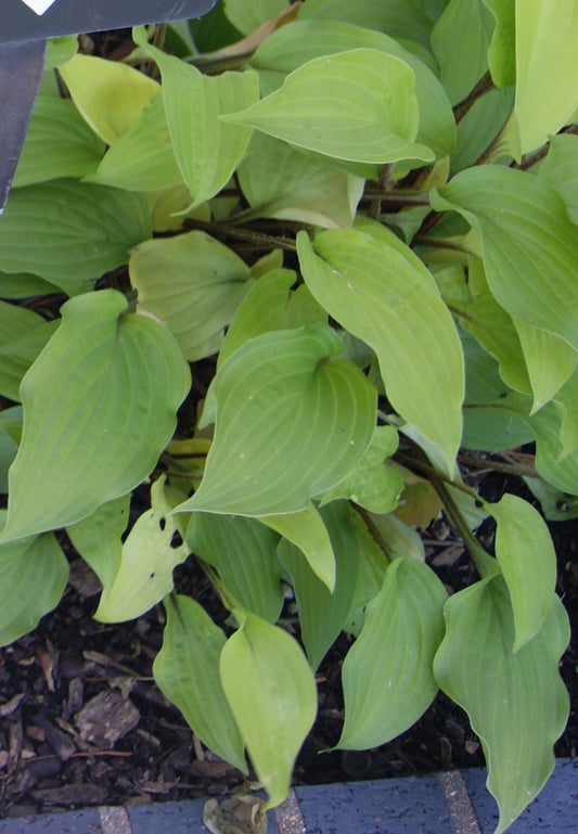 Plantain Lily 'Fire Island' (Hosta)