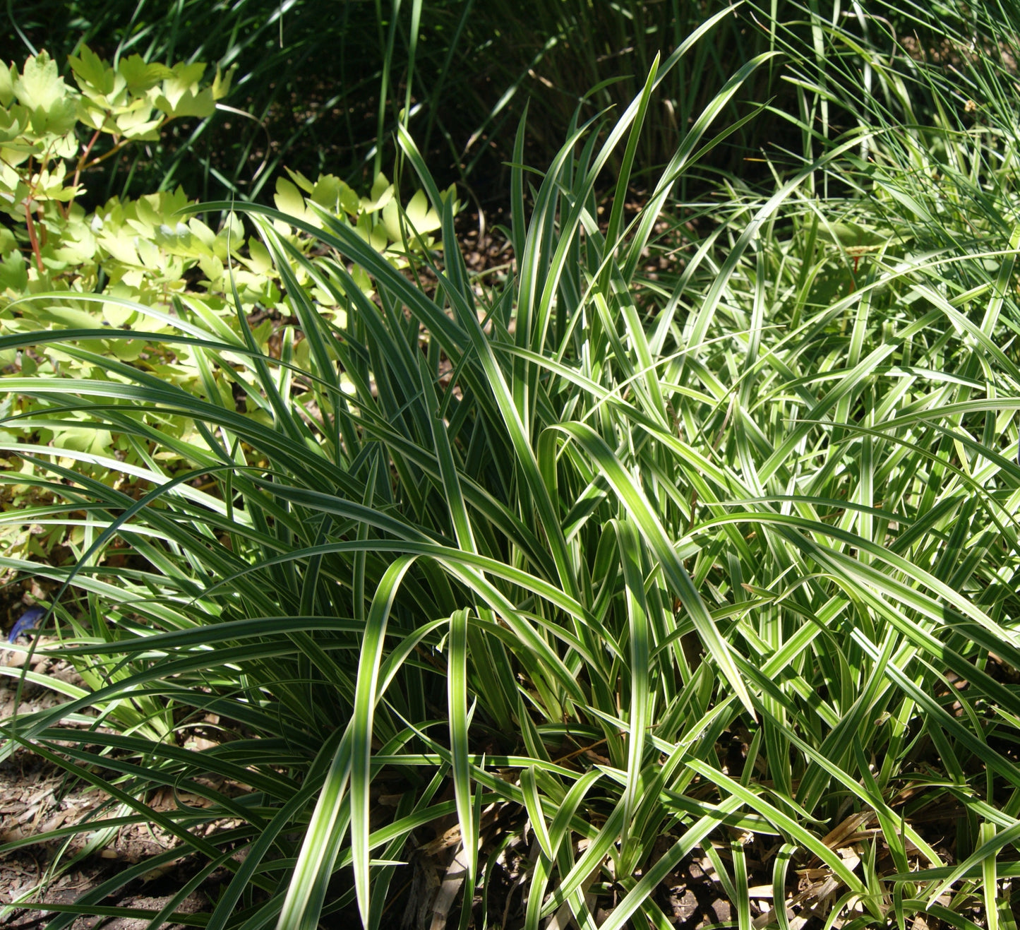 Carex morrowii 'Ice Dance'