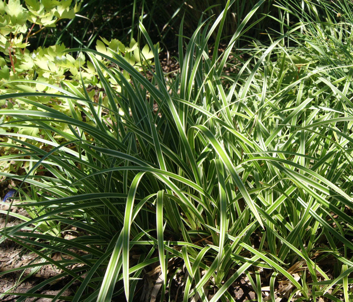 Carex morrowii 'Ice Dance'