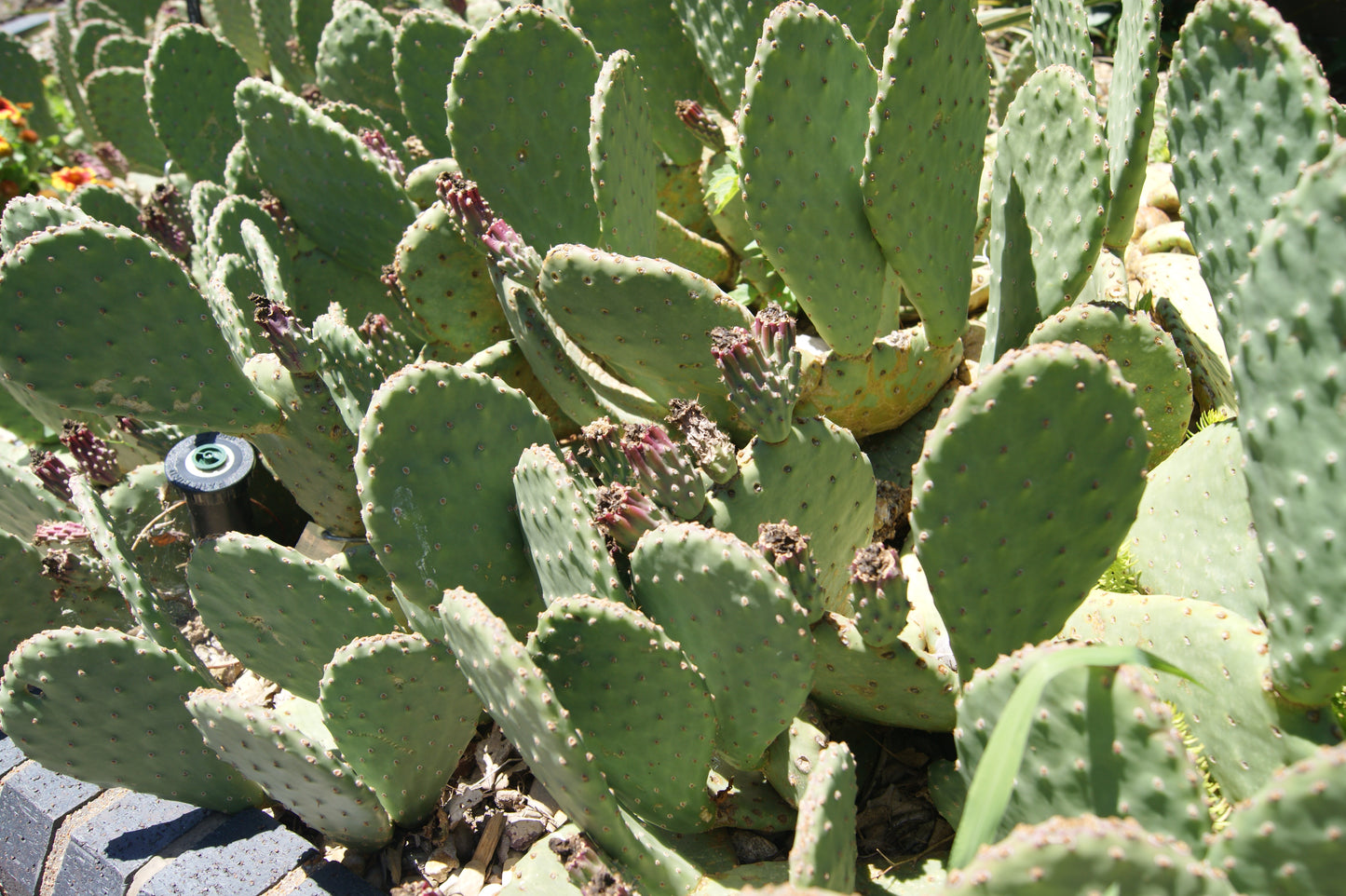 Opuntia humifusa