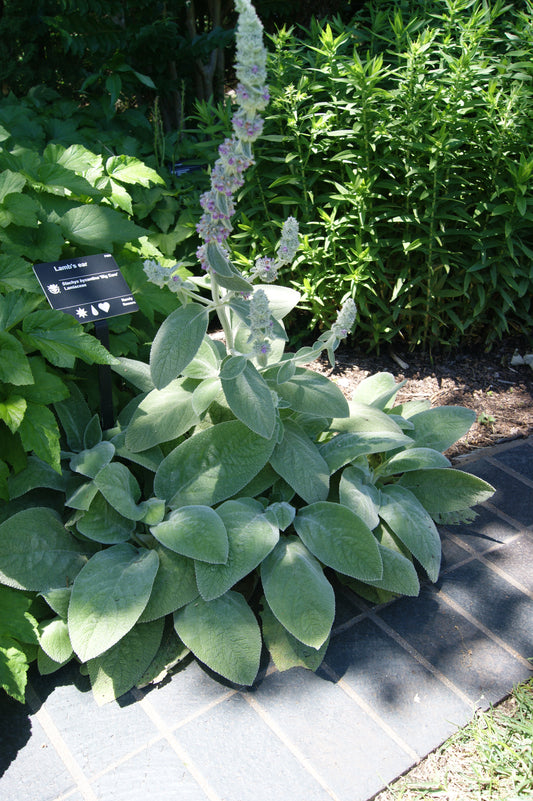 Stachys byzantina 'Big Ears'