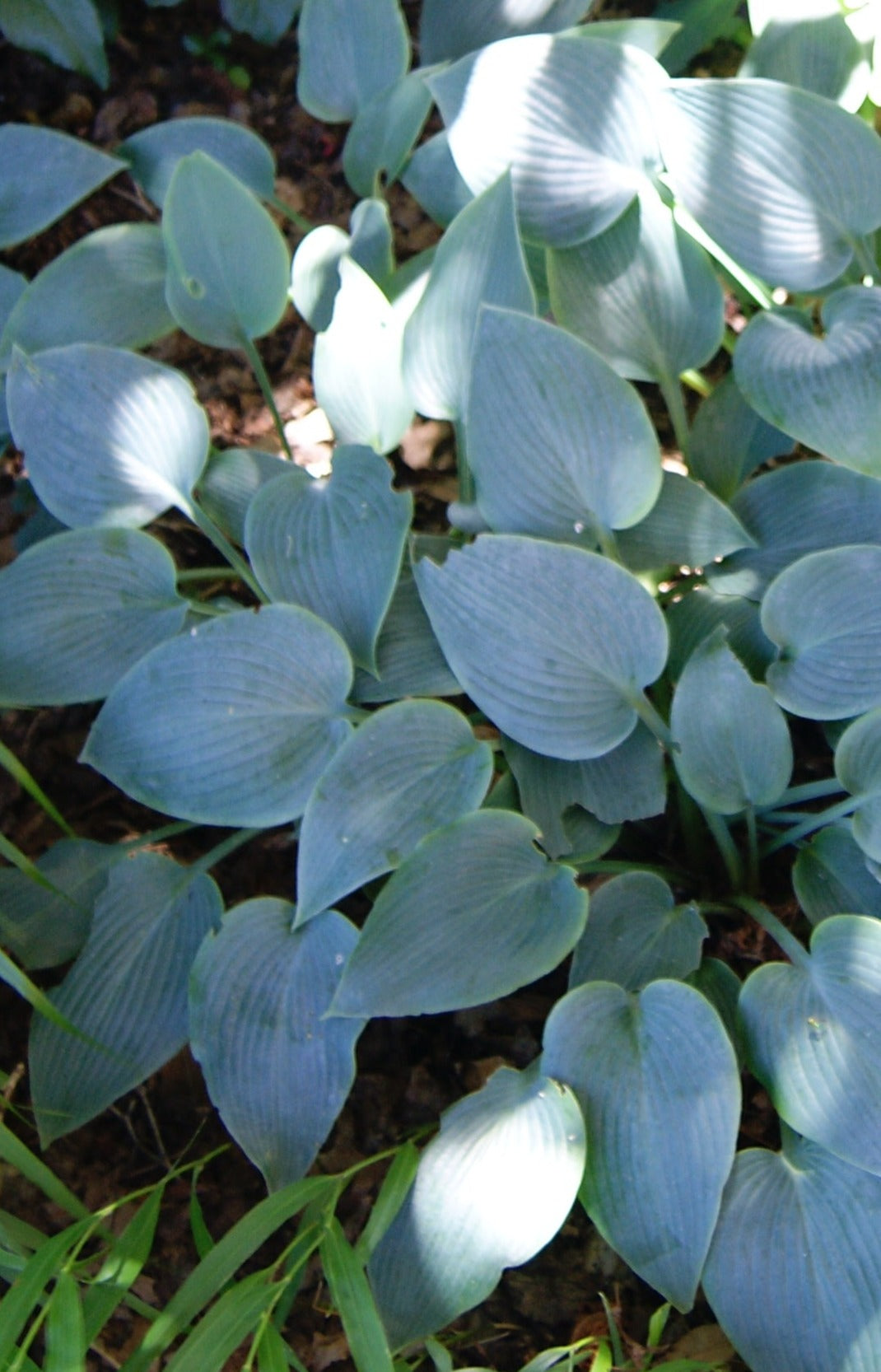 Hosta 'Halcyon'