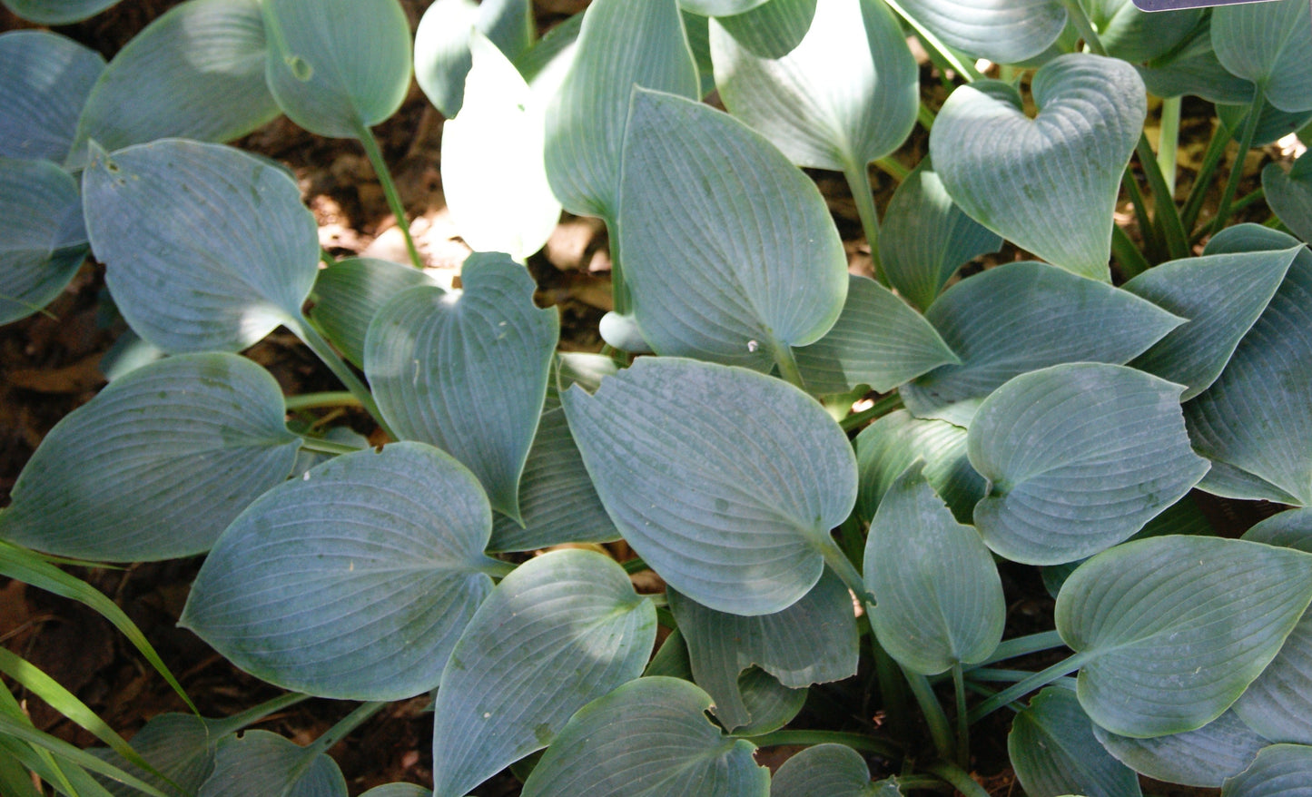 Hosta 'Halcyon'