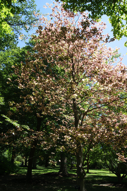 Beech, European/ Common 'Purpurea Tricolor' (Fagus)