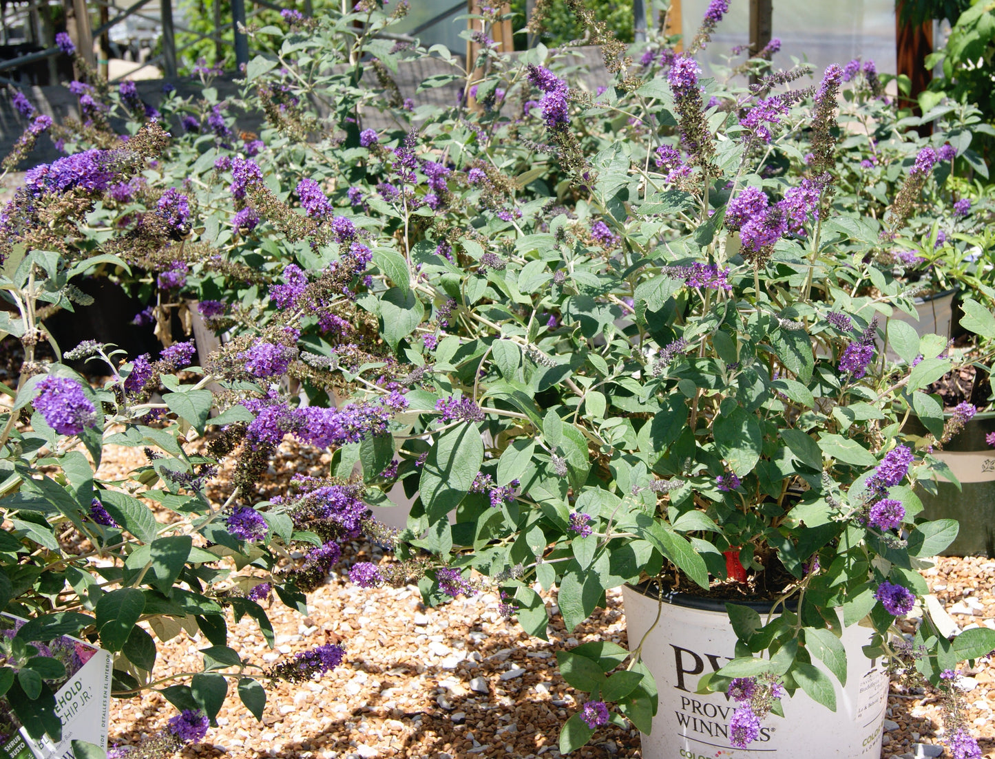 Buddleia 'Lo&Be Blue Chip'