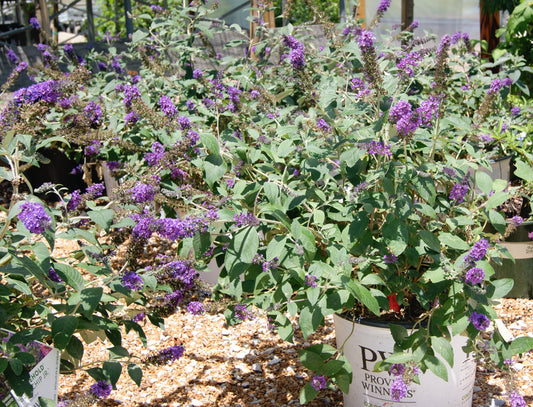 Buddleia 'Lo&Be Blue Chip'