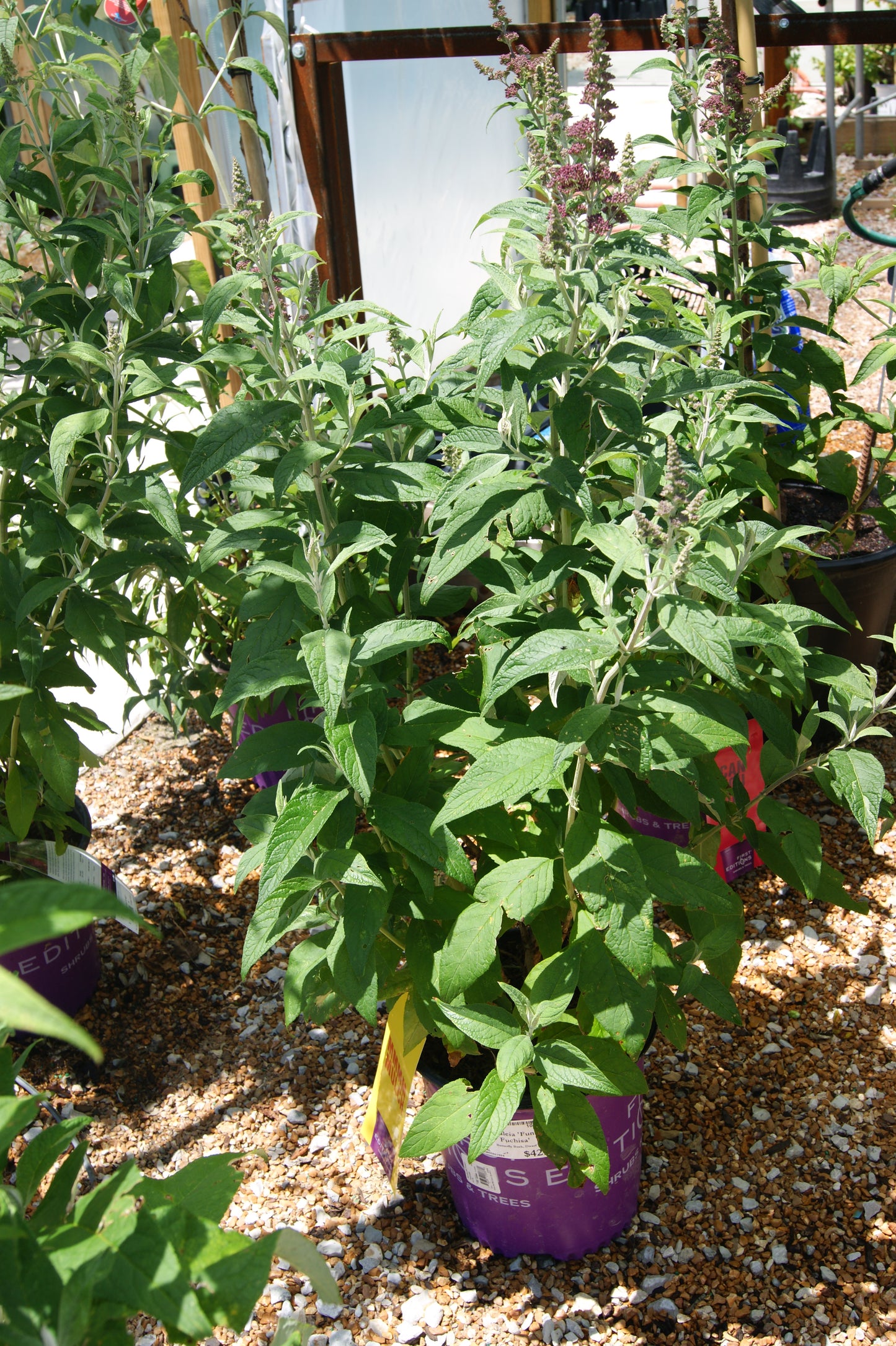 Buddleia 'Funky Fuchisa'