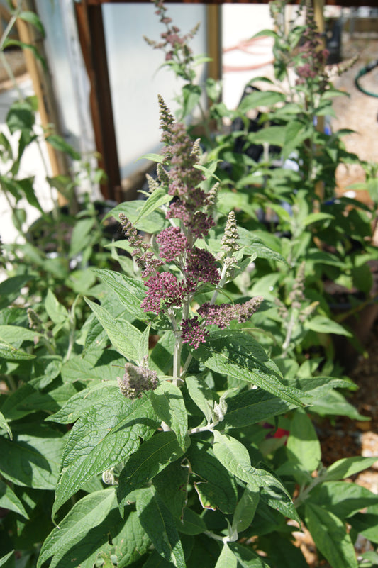 Buddleia 'Funky Fuchisa'