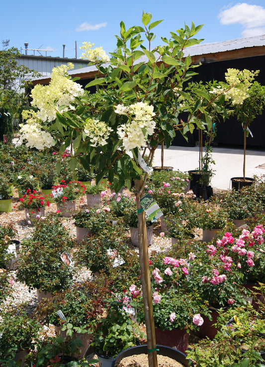 Hydrangea paniculata 'Pee Gee'