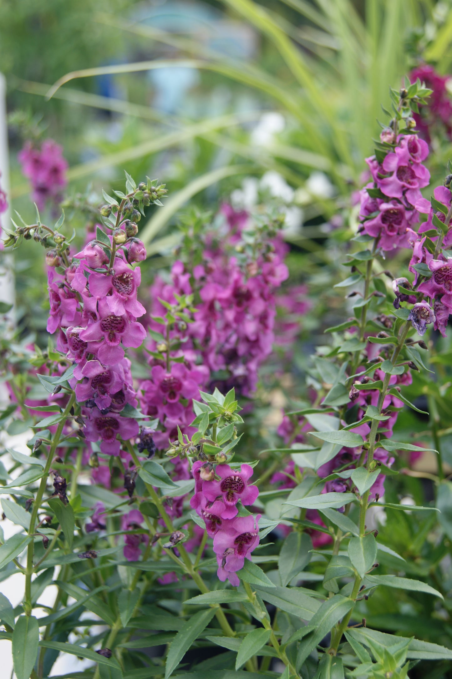 Angelonia angustifolia