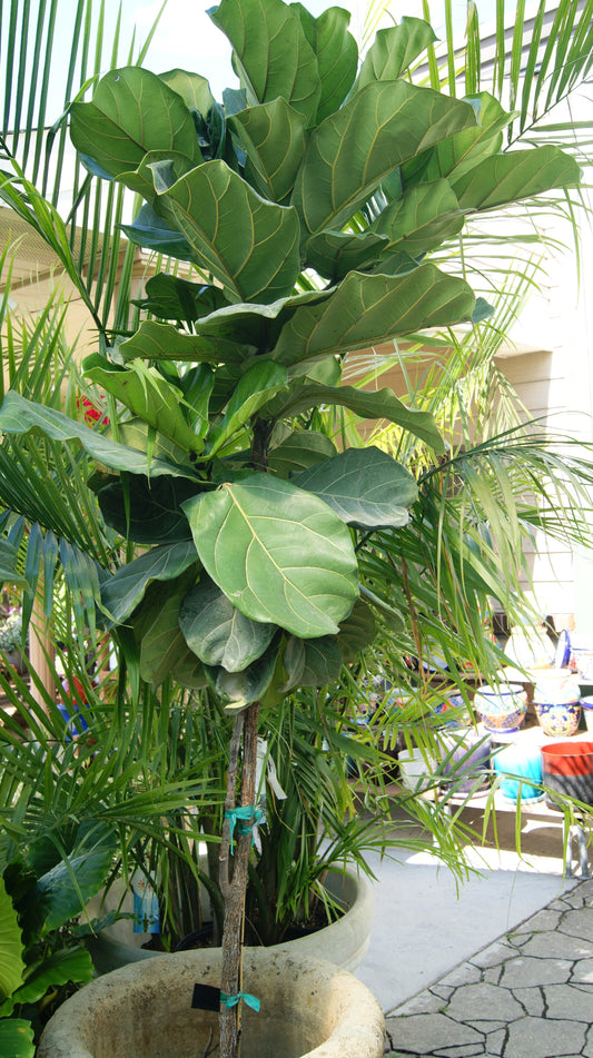 Ficus lyrata