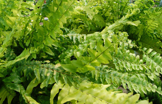 Nephrolepis exaltata 'Tiger Fern'