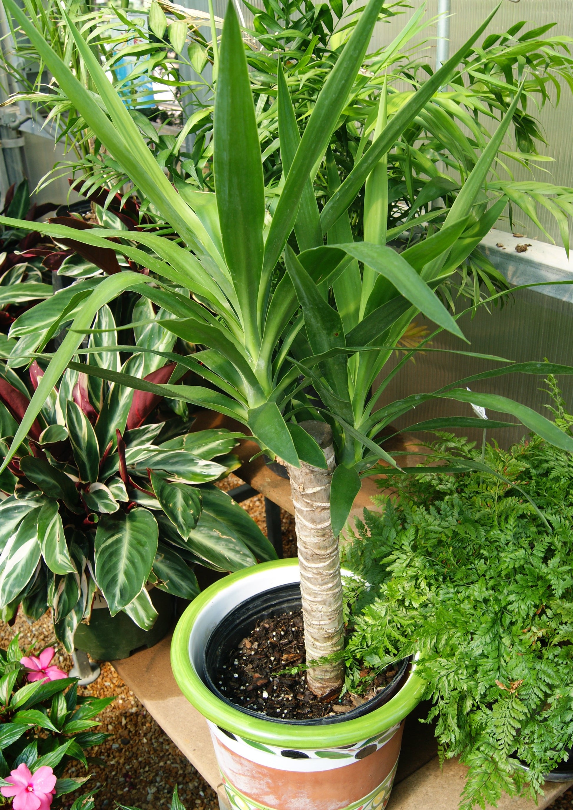 green yucca cane plant Yucca Cane Plant (Yucca) – Passiglia Landscape, Nursery & Garden Center